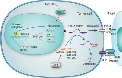 Frontiers | Regulation Of PD-L1: Emerging Routes For Targeting Tumor ...